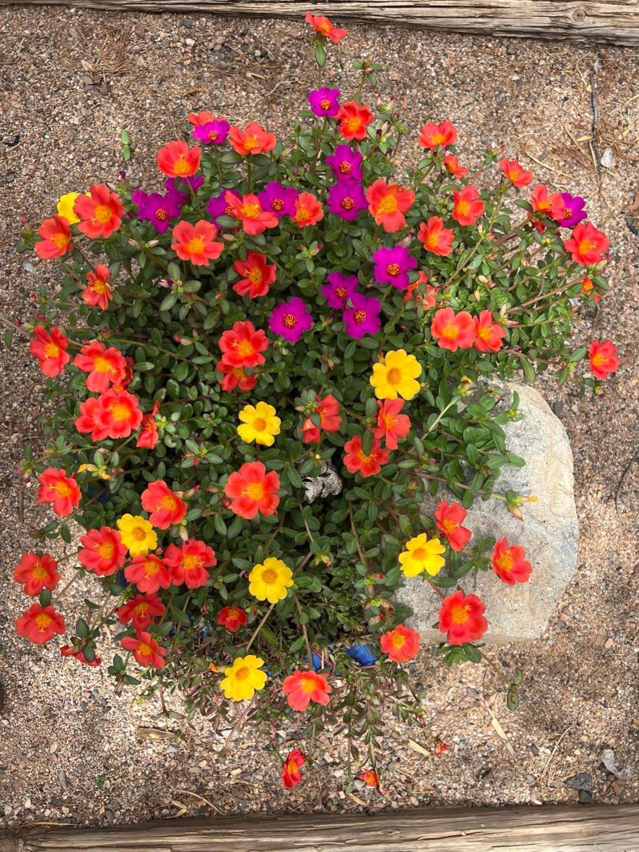 Hole In The Wall Getaway - Usa Mexico Border Bed And Breakfast Columbus Exterior foto